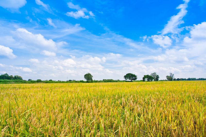 淨零排放與農業調適雙軌並進 水稻收入保險明年開辦 減產20%即理賠