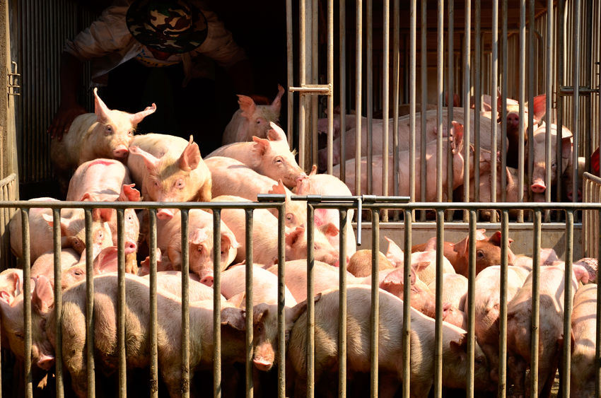 咳音検知技術「SoundTalksTM」活用　飼養豚の体調管理で実証実験開始