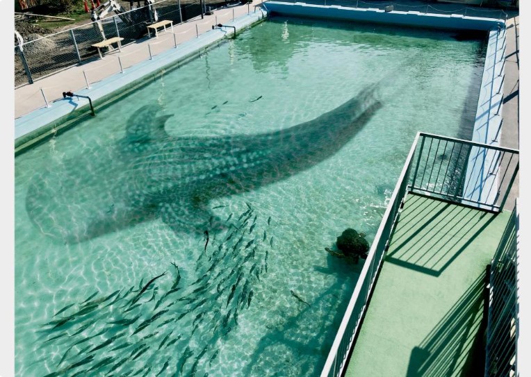 地方創生表率！日本廢校變身水族館，25公尺泳池養魚龜、洗手台化身觸摸池