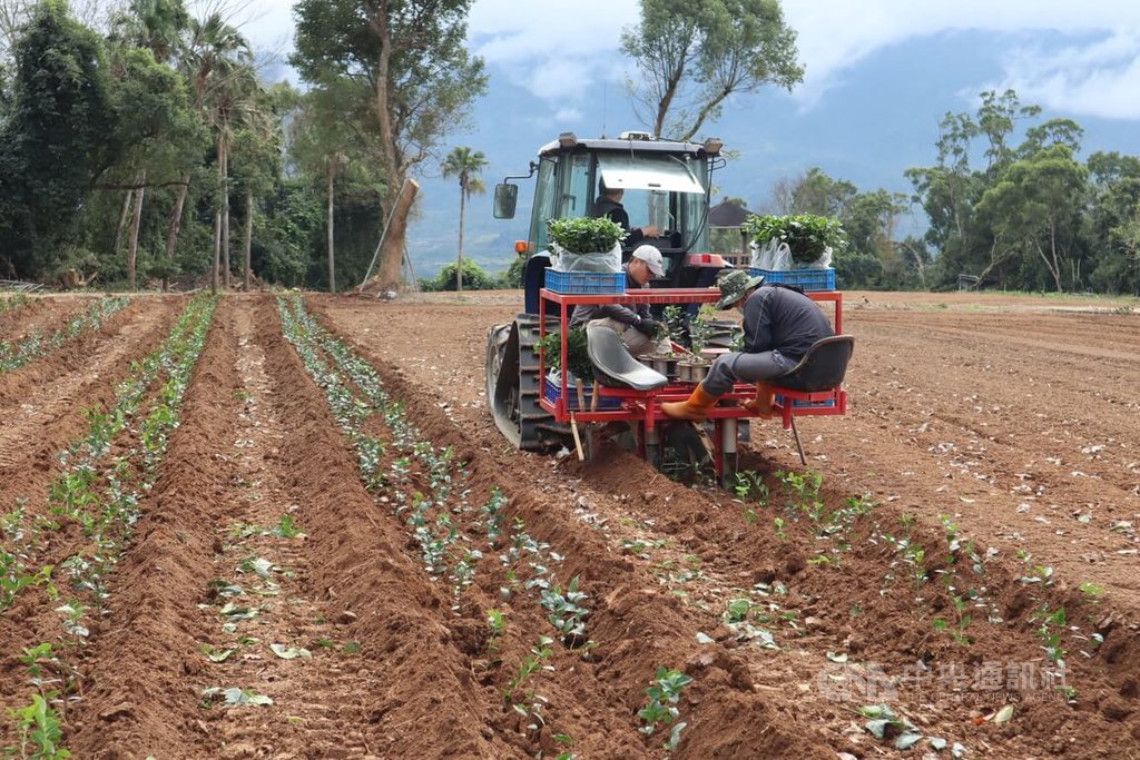 茶飲藍海　林和春以機械結合數位化提升茶產業