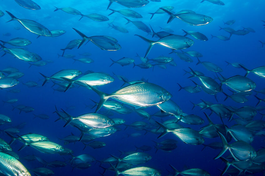 大鵬灣帆船生活節4月登場　打造慢活親子海陸樂園